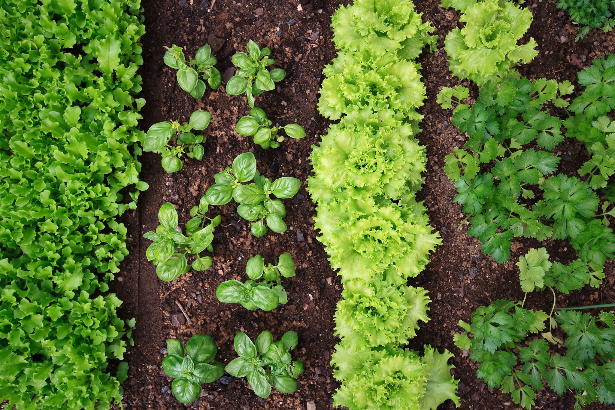 Close-up-of-leafy-greens-in-garden-bed