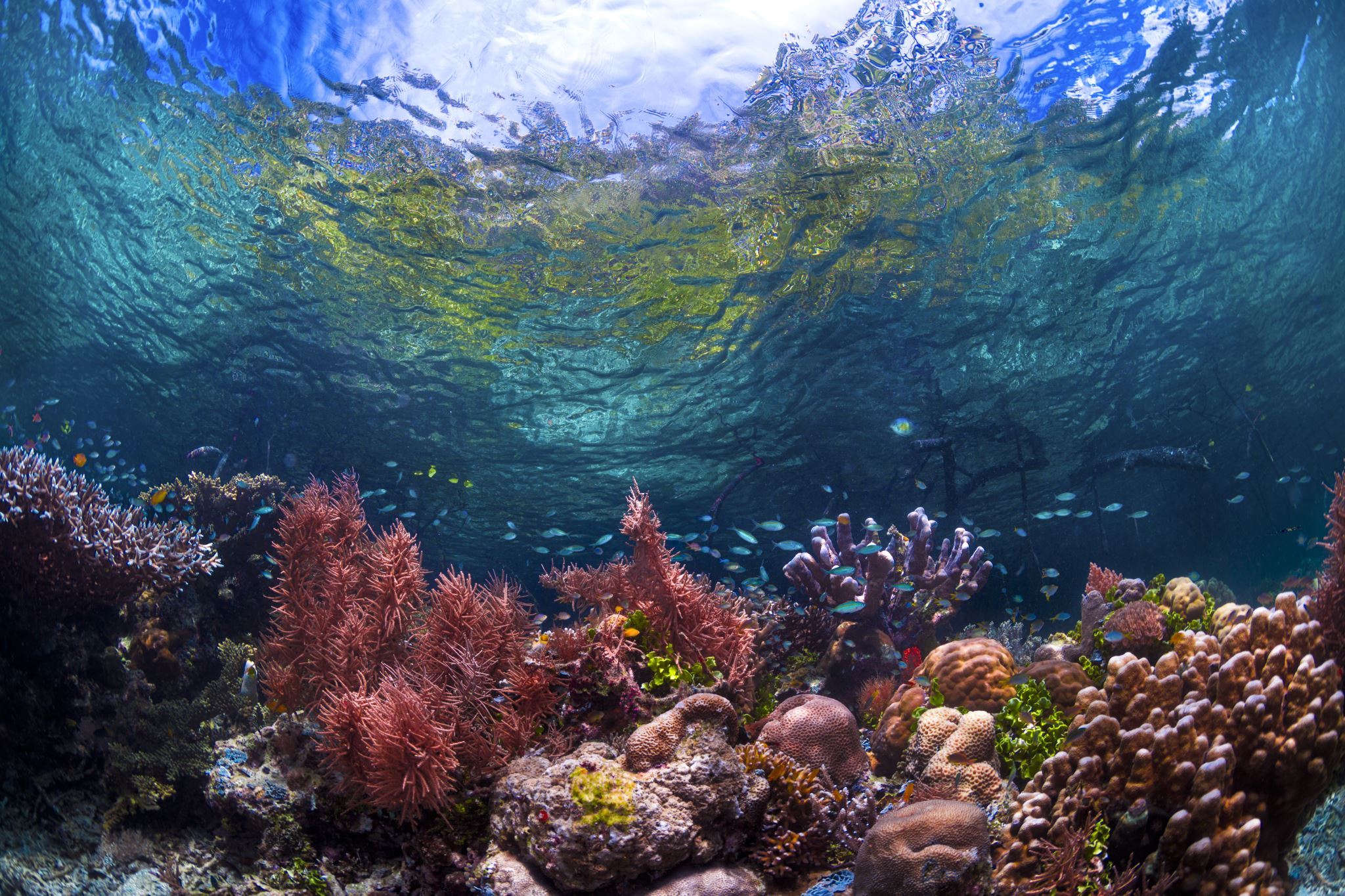 Coral-reef-underwater