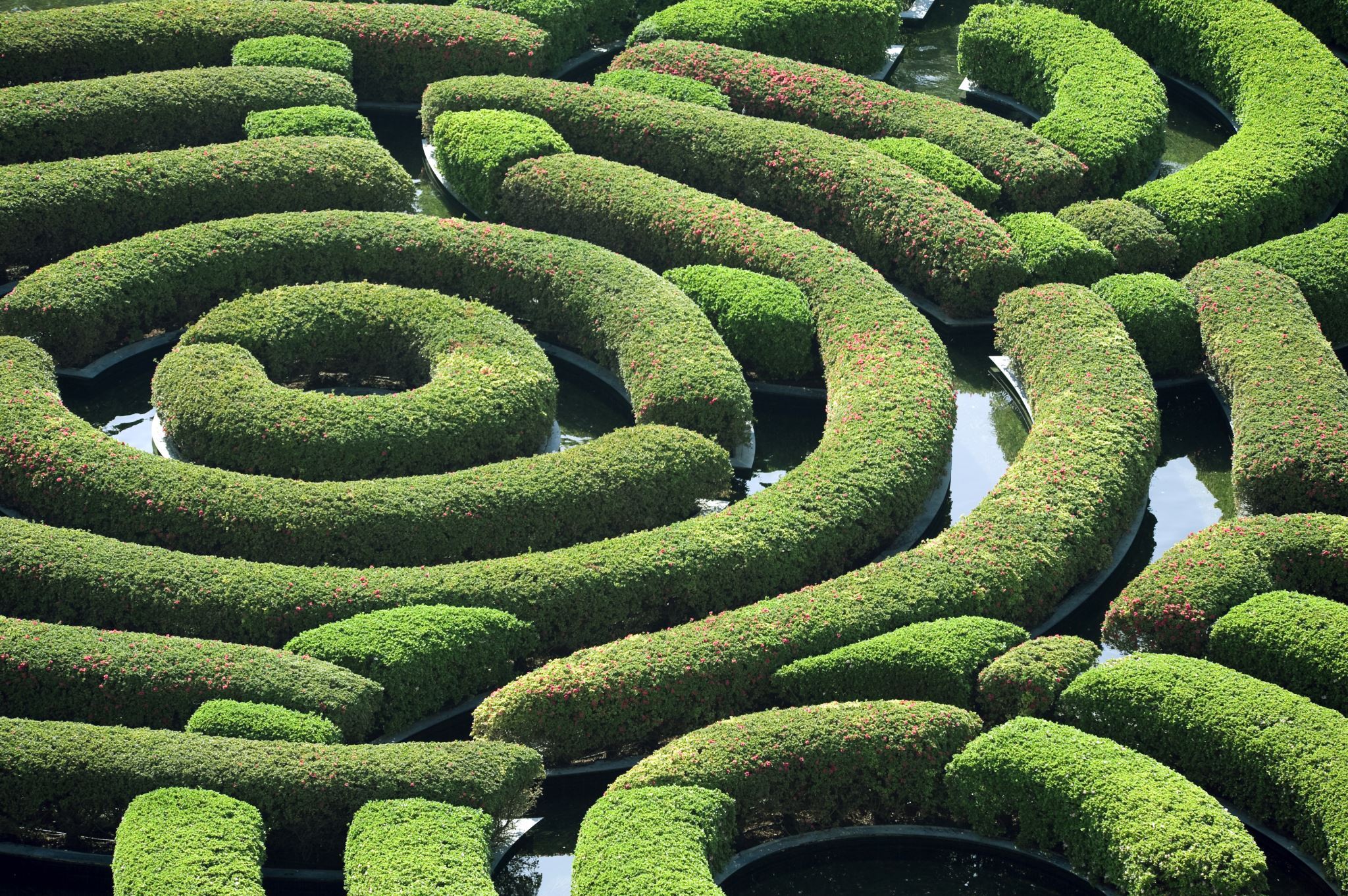 Hedge-maze