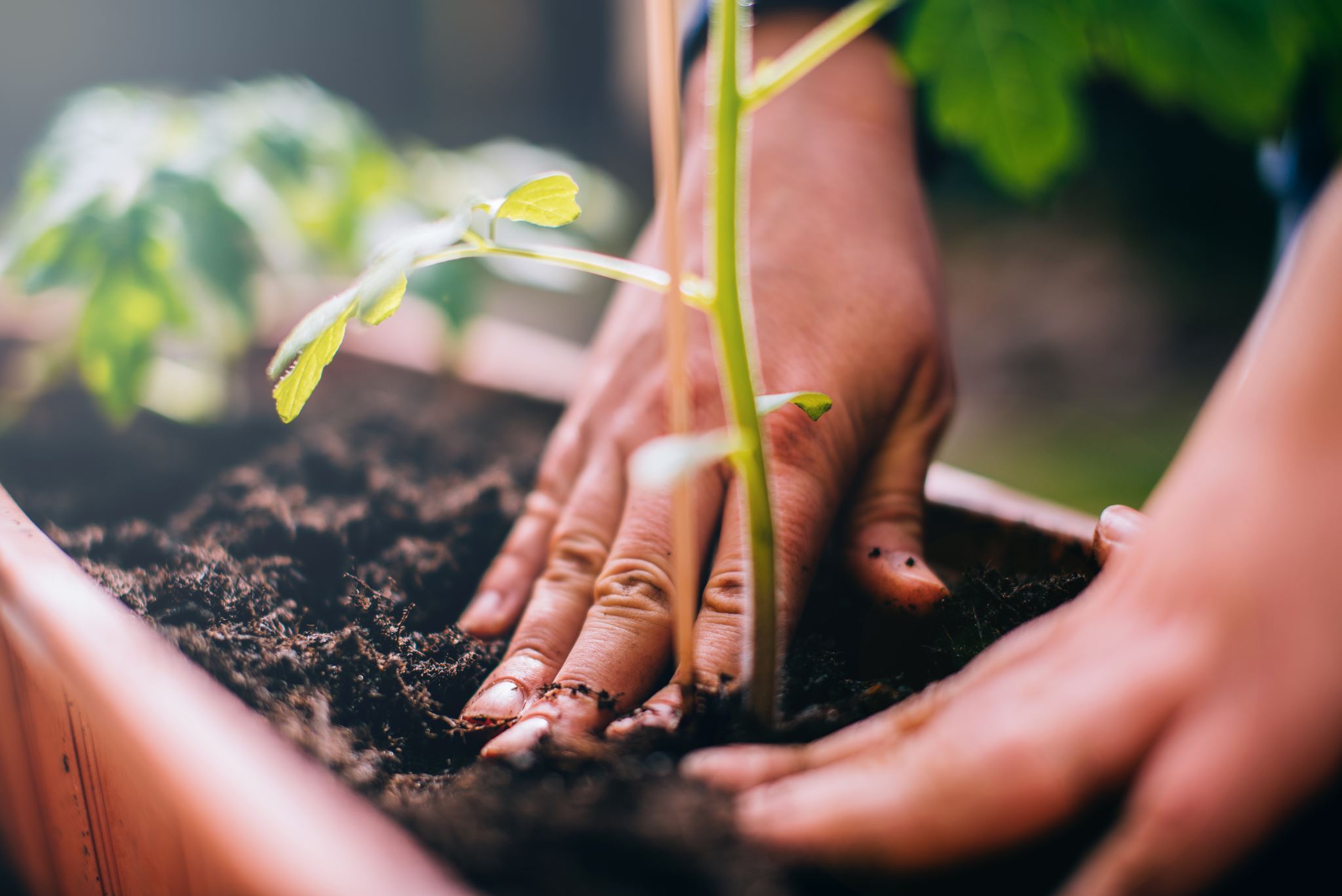 Potting-a-young-plant